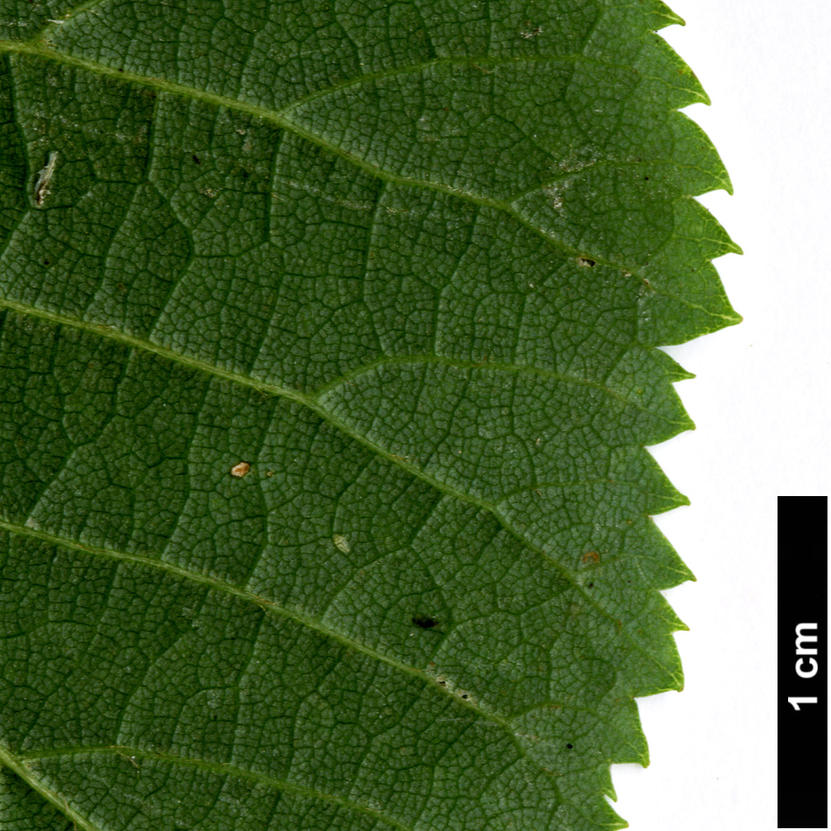 High resolution image: Family: Malvaceae - Genus: Tilia - Taxon: 'Flavescens' (T.americana × T.cordata)